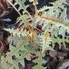 Thumbnail #4 of Solanum pyracanthum by joeysplanting