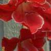 Thumbnail #1 of Gladiolus nanus by Joy