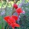 Thumbnail #3 of Gladiolus nanus by Joy