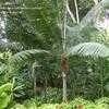 Thumbnail #2 of Dypsis leptocheilos by palmbob