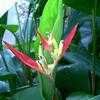 Thumbnail #1 of Heliconia psittacorum by Shelly221