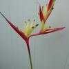 Thumbnail #5 of Heliconia psittacorum by skaz421