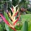 Thumbnail #3 of Heliconia psittacorum by NativePlantFan9