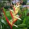 Thumbnail #4 of Heliconia psittacorum by NativePlantFan9