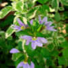 Thumbnail #5 of Scaevola aemula by begoniacrazii