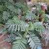 Thumbnail #4 of Melianthus major by palmbob
