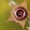 Thumbnail #4 of Huernia zebrina by PanamonCreel