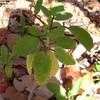 Thumbnail #2 of Kalanchoe pinnata by NativePlantFan9