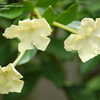 Thumbnail #5 of Brunfelsia americana by jnana