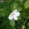 Thumbnail #4 of Brunfelsia americana by jnana