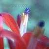 Thumbnail #4 of Billbergia pyramidalis by Dinu