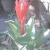 Thumbnail #3 of Billbergia pyramidalis by Dinu