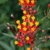 Thumbnail #1 of Asclepias curassavica by Calif_Sue
