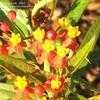 Thumbnail #5 of Asclepias curassavica by Marilynbeth