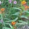 Thumbnail #4 of Asclepias curassavica by Marilynbeth