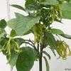 Thumbnail #2 of Cananga odorata var. fruticosa by htop