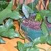 Thumbnail #4 of Syngonium podophyllum by SnowBird56