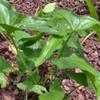 Thumbnail #3 of Syngonium podophyllum by Datasmate