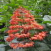 Thumbnail #3 of Clerodendrum paniculatum by sunkissed