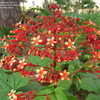 Thumbnail #5 of Clerodendrum paniculatum by mimianvy