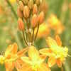 Thumbnail #2 of Bulbine frutescens by plutodrive
