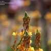 Thumbnail #4 of Bulbine frutescens by yakmon