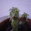 Thumbnail #1 of Achimenes longiflora by Mitjo