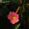 Thumbnail #4 of Achimenes longiflora by rylaff