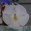 Thumbnail #3 of Achimenes longiflora by Mitjo