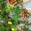 Thumbnail #2 of Tropaeolum peregrinum by Lilith