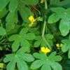 Thumbnail #3 of Tropaeolum peregrinum by Weezingreens