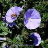 Thumbnail #3 of Convolvulus mauritanicus by Kell