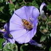 Thumbnail #2 of Convolvulus mauritanicus by Kell