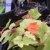 Thumbnail #1 of Begonia sutherlandii by Baa