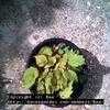 Thumbnail #2 of Begonia sutherlandii by Baa