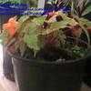 Thumbnail #3 of Begonia sutherlandii by Baa