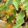 Thumbnail #4 of Begonia sutherlandii by dosnl
