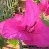 Thumbnail #4 of Bougainvillea glabra by Dinu
