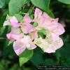 Thumbnail #1 of Bougainvillea glabra by Floridian