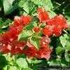 Thumbnail #2 of Bougainvillea glabra by Floridian