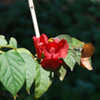 Thumbnail #3 of Holmskioldia sanguinea by growin