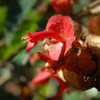 Thumbnail #4 of Holmskioldia sanguinea by growin
