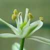 Thumbnail #4 of Albuca bracteata by Xeramtheum