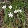 Thumbnail #4 of Ornithogalum umbellatum by Azalea