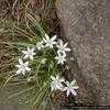 Thumbnail #3 of Ornithogalum umbellatum by Wvdaisy