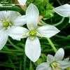 Thumbnail #5 of Ornithogalum umbellatum by Jeff_Beck