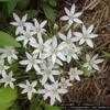 Thumbnail #2 of Ornithogalum umbellatum by Wvdaisy