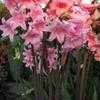 Thumbnail #1 of Amaryllis belladonna by Kell