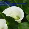 Thumbnail #1 of Zantedeschia aethiopica by leslied