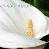 Thumbnail #2 of Zantedeschia aethiopica by stellapathic